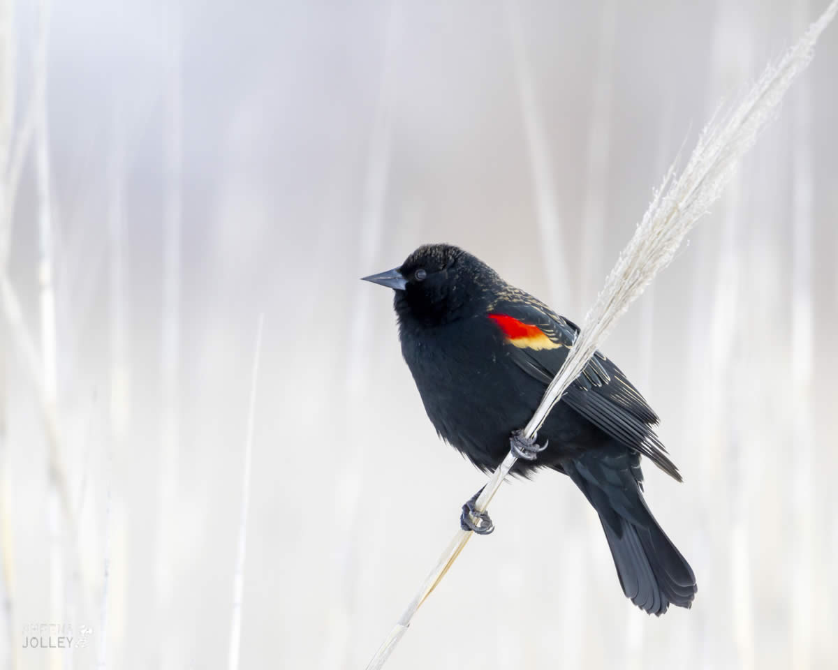 Red-winged Blackbird.jpg - Yellowstone & Utah